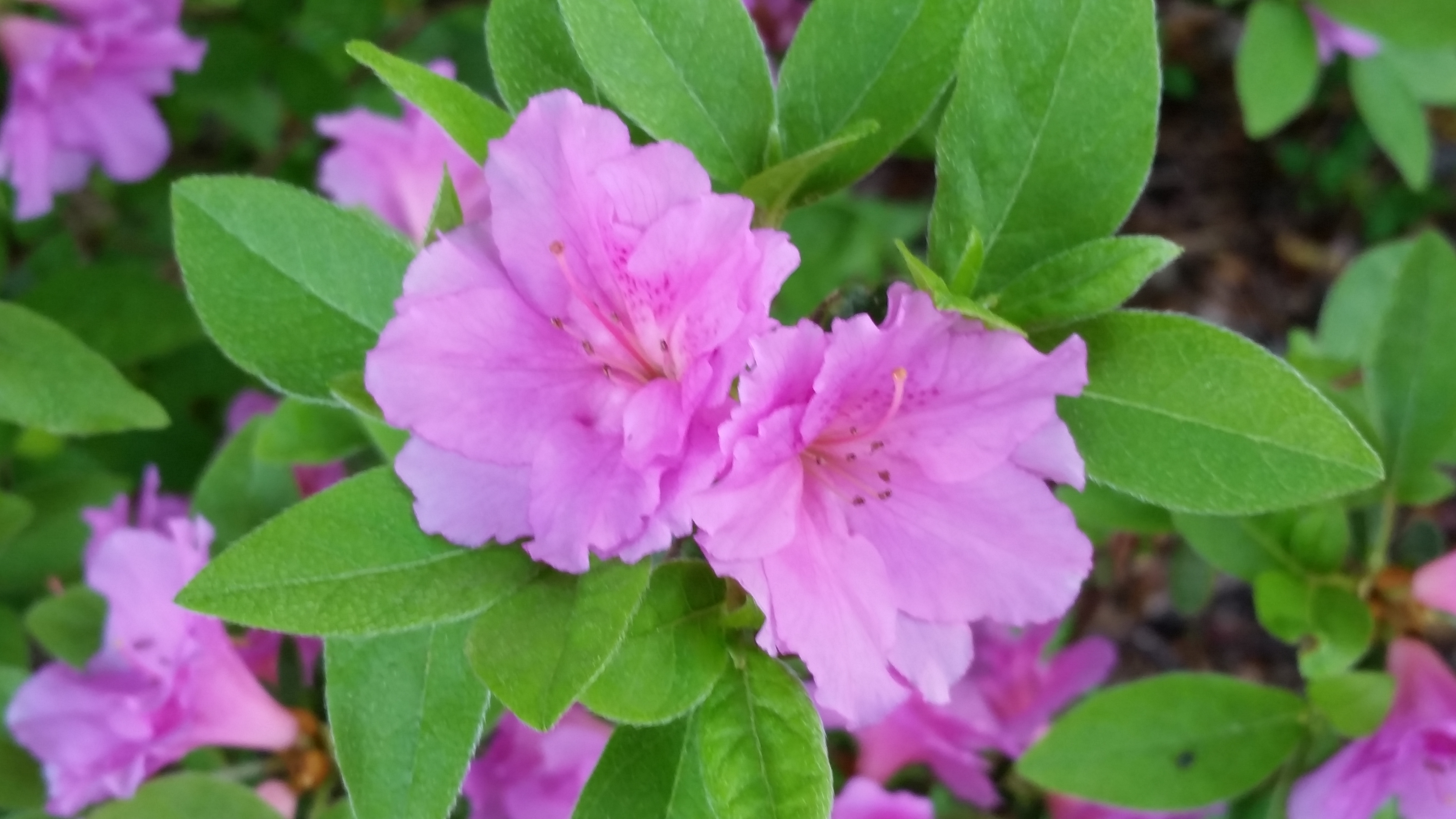 azalea bloom Pics4Learning