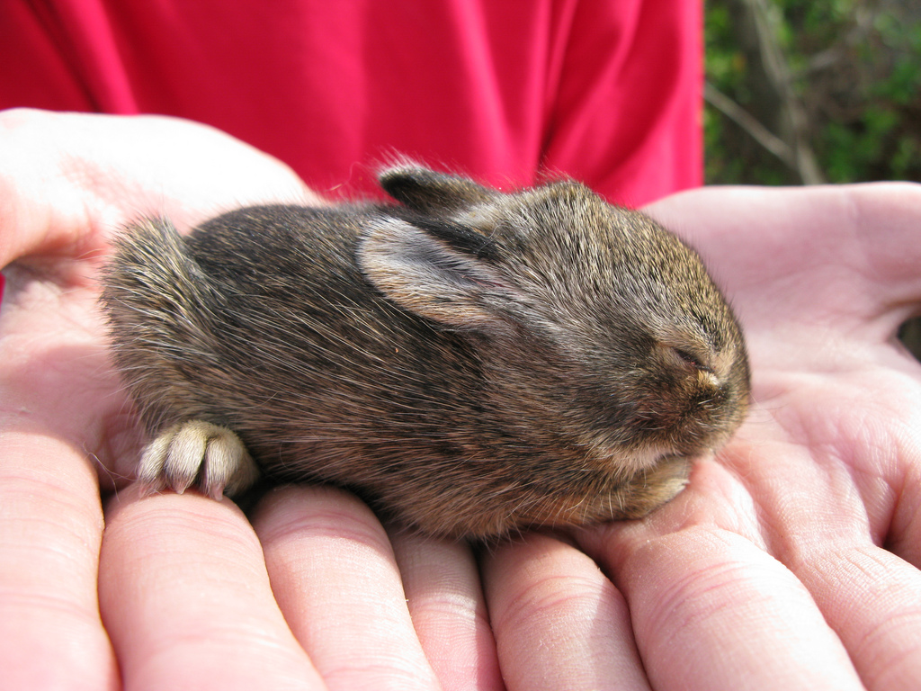 baby-bunny-pics4learning