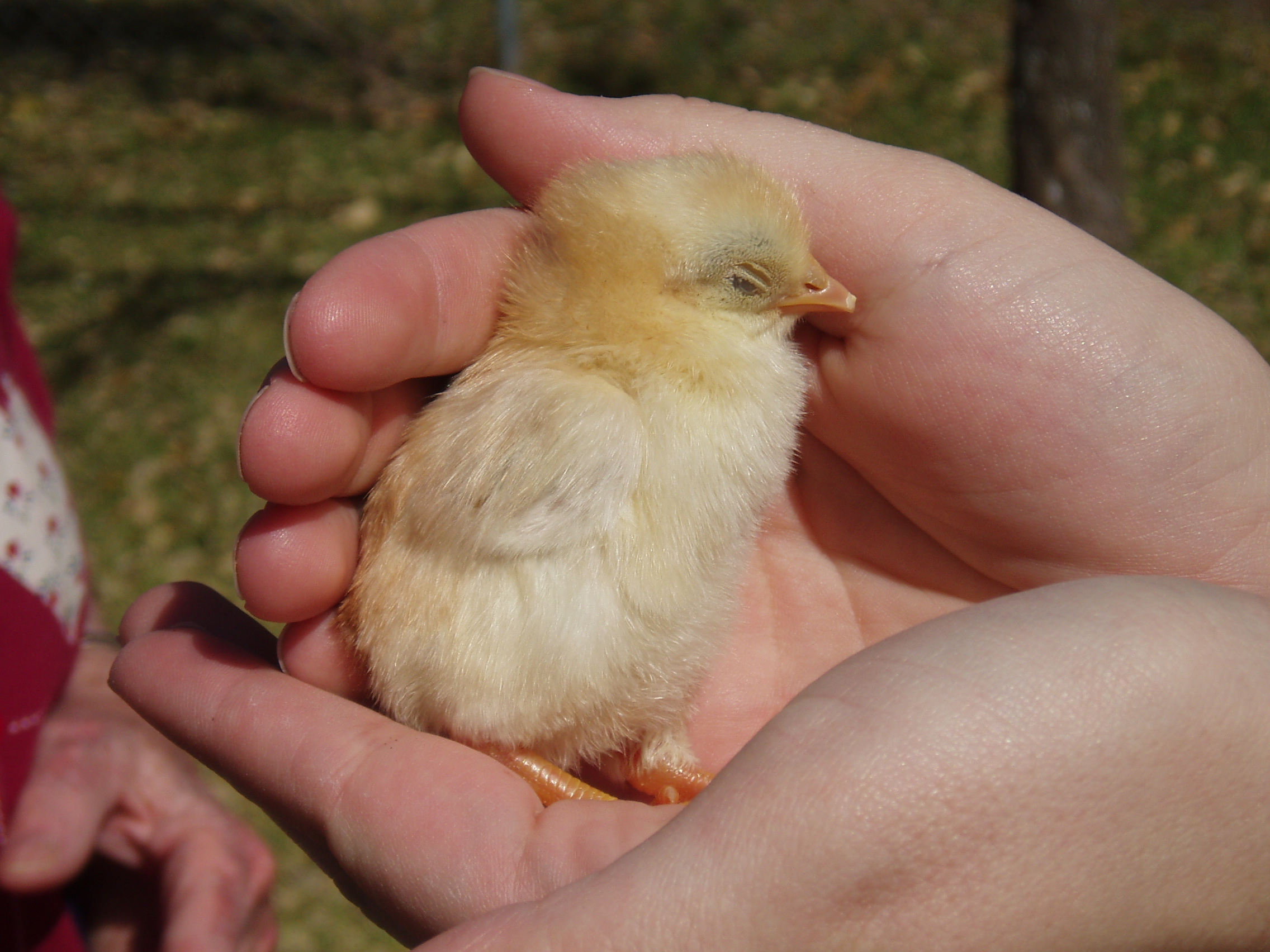 Ond day old baby chick Pics4Learning