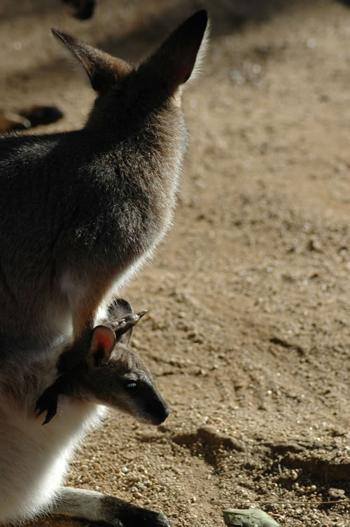 Baby wallaby in mother's pouch
