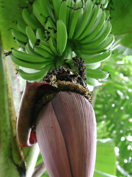 Bananas! | Pics4Learning