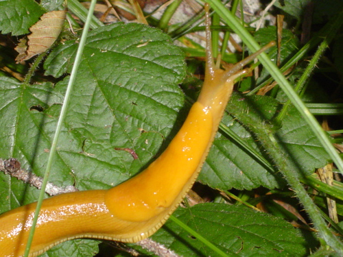 Banana Slug | Pics4Learning