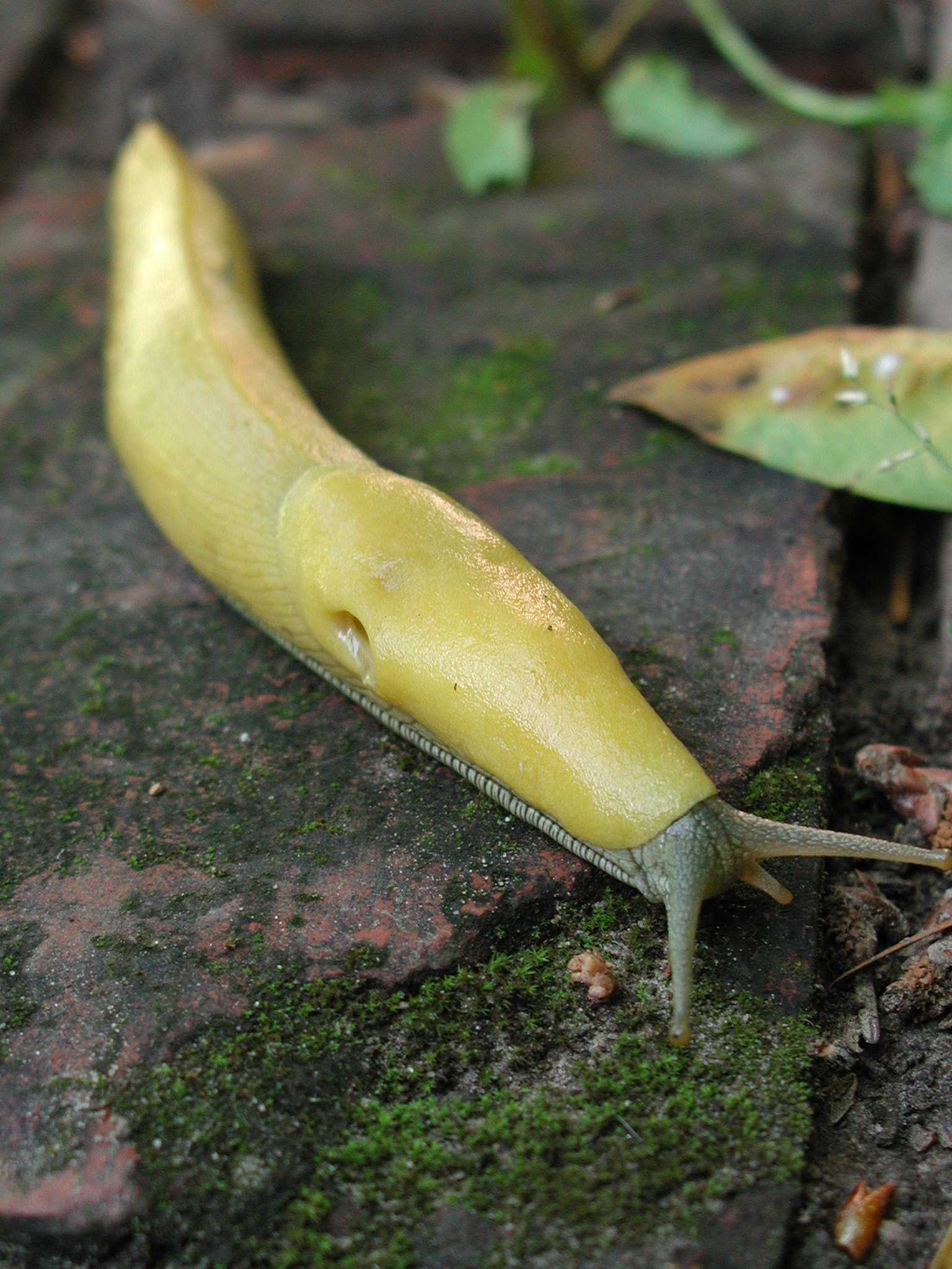 Banana Slug | Pics4Learning