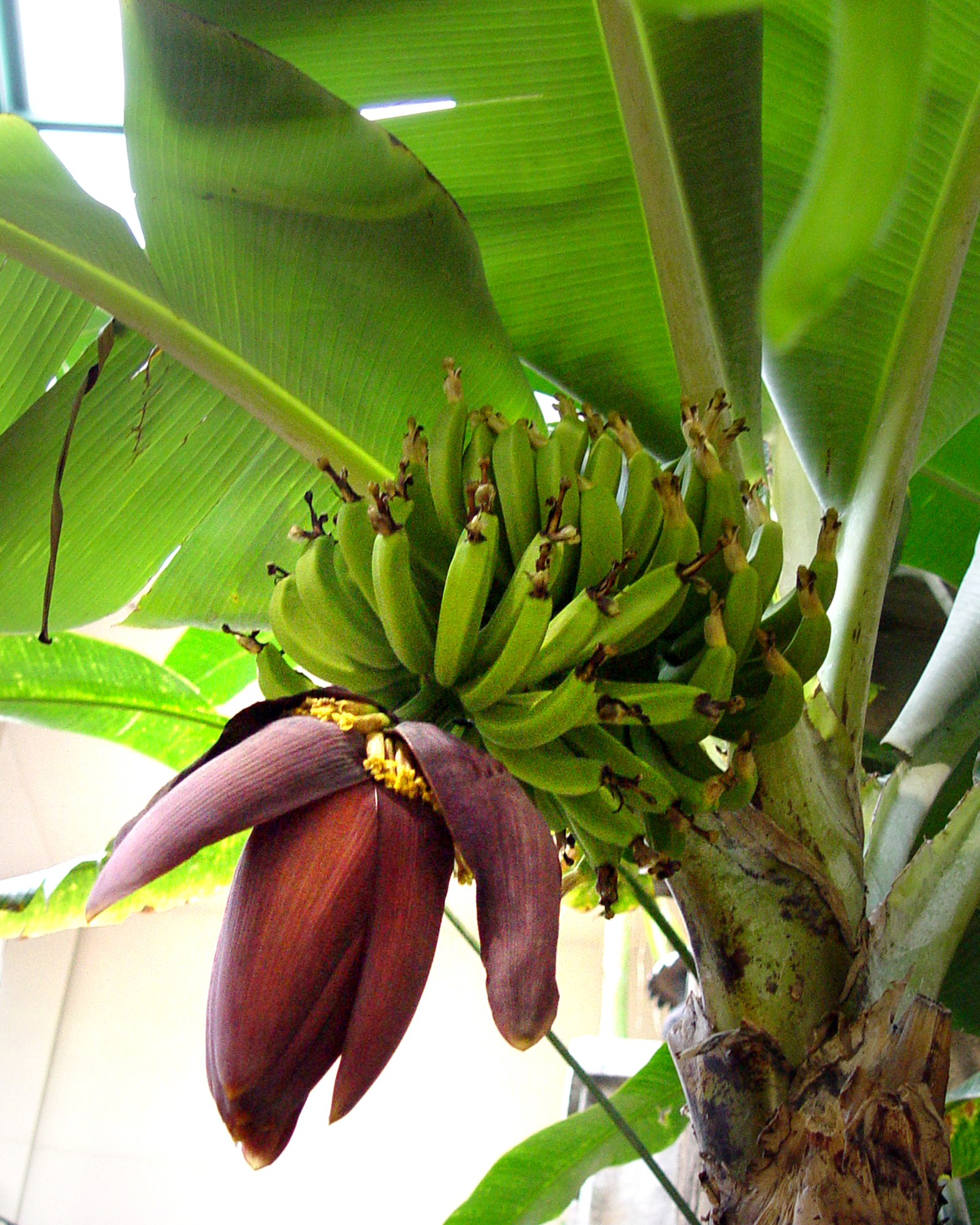 Banana Tree With Flower And Fruit Pics4learning,10th Anniversary Gifts For Him