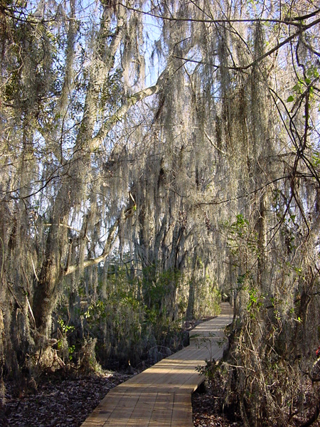 Trail at the Barataria Preserver | Pics4Learning