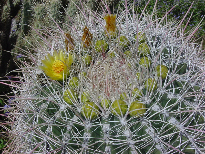 Barrel Cactus Ferocactus acanthodes Pics4Learning