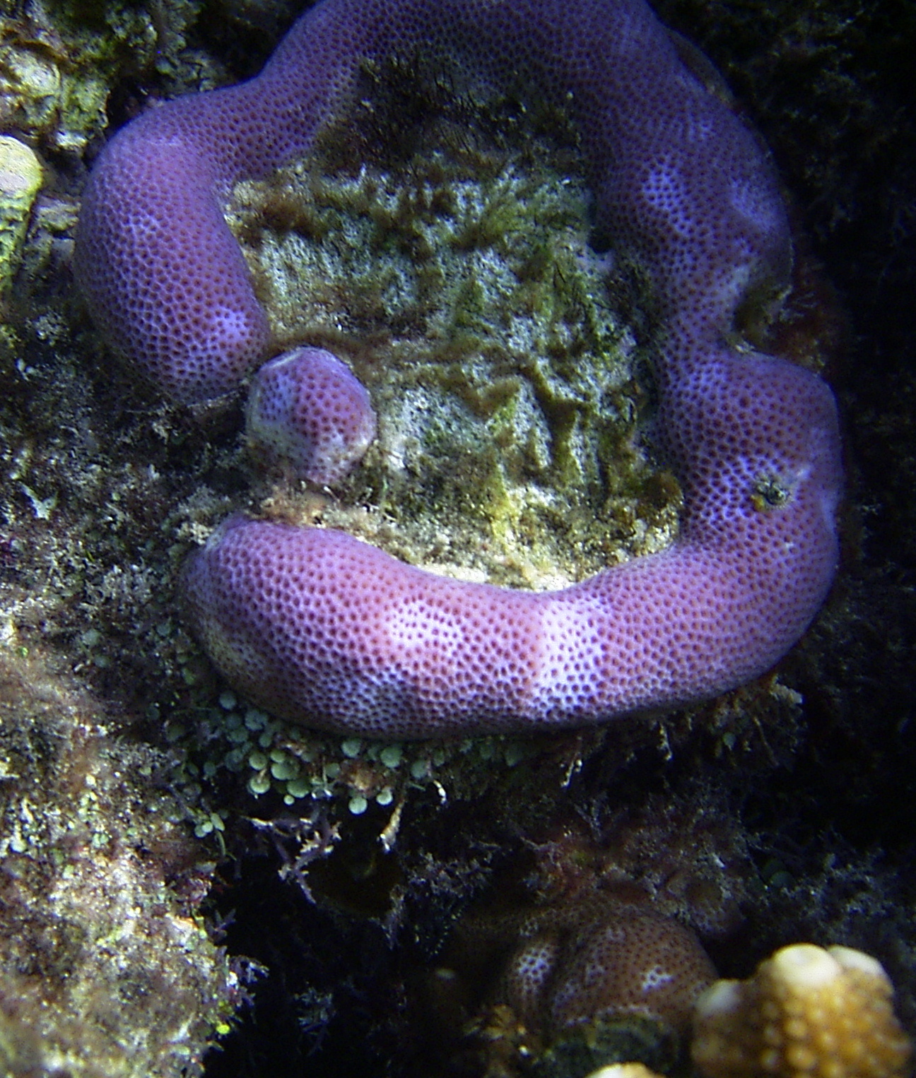 snake-like-looking-coral-pics4learning