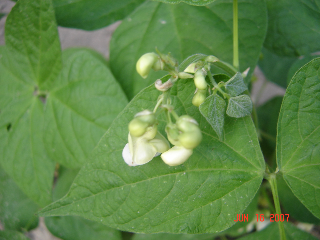 Bean blossoms Pics4Learning