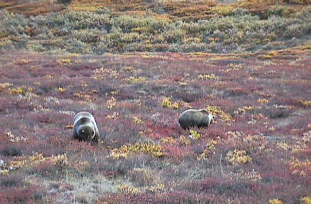 barren ground grizzly bears (sow and cub) in Denali National Park ...