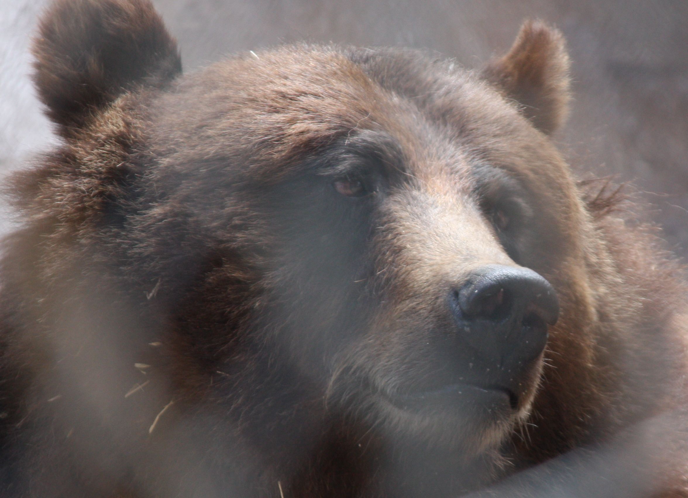 soft brown bear