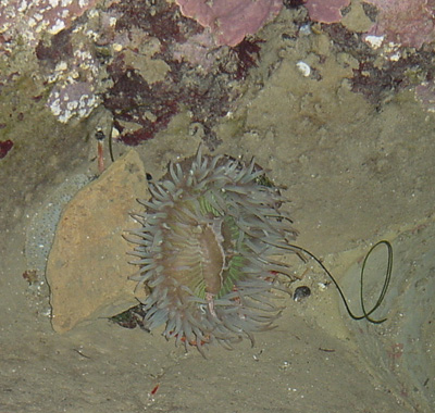 Large sea anemone, approx. 6