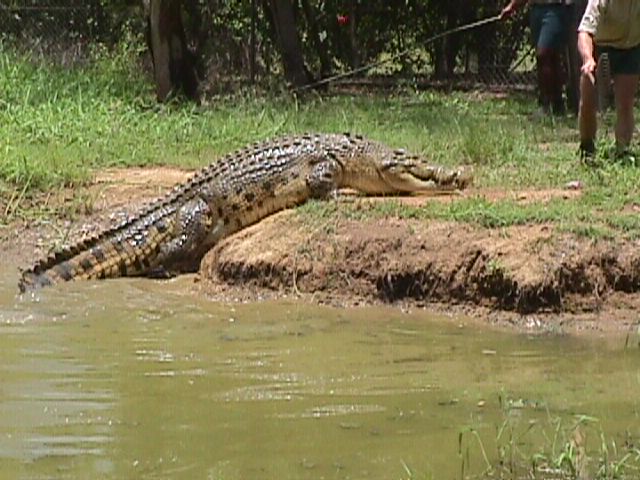 Estuarine Crocodile (not Alligator) | Pics4Learning