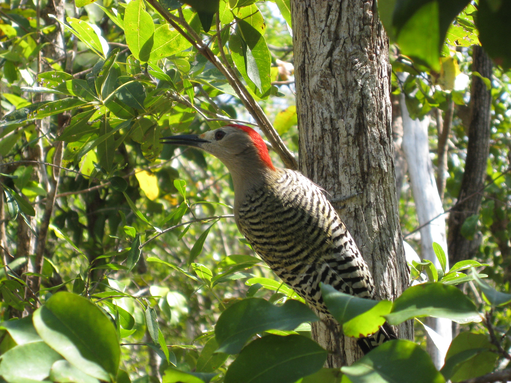 indian woodpecker bird