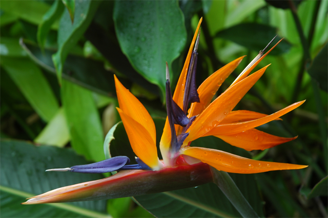 Bird of paradise | Pics4Learning