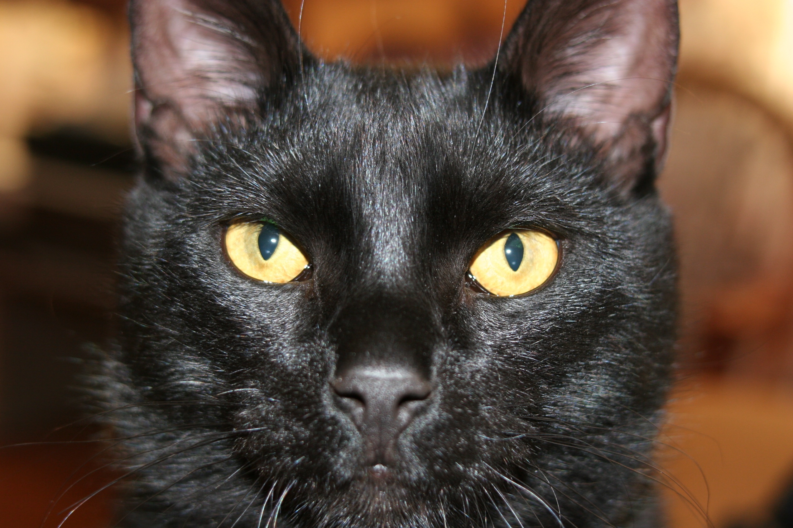Black Cat | Pics4Learning