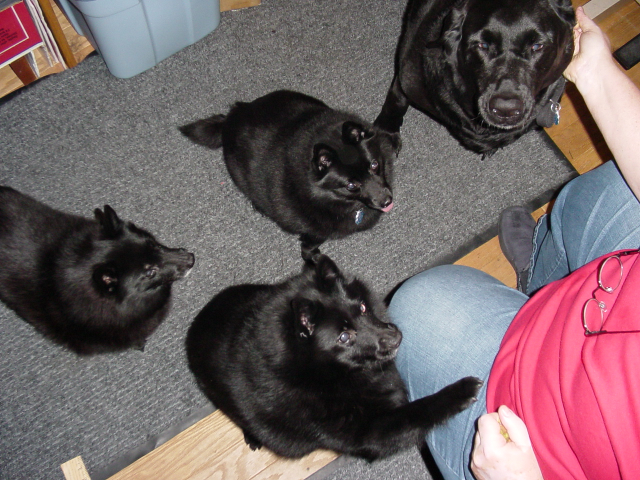 4 Very Hungry Black Dogs!