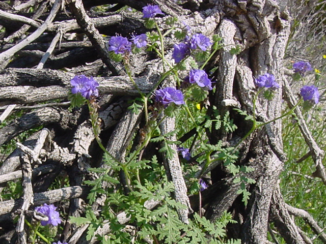 Blue Phacelia/Wild Heliotrope/Scopion weed - Phacelia distans ...