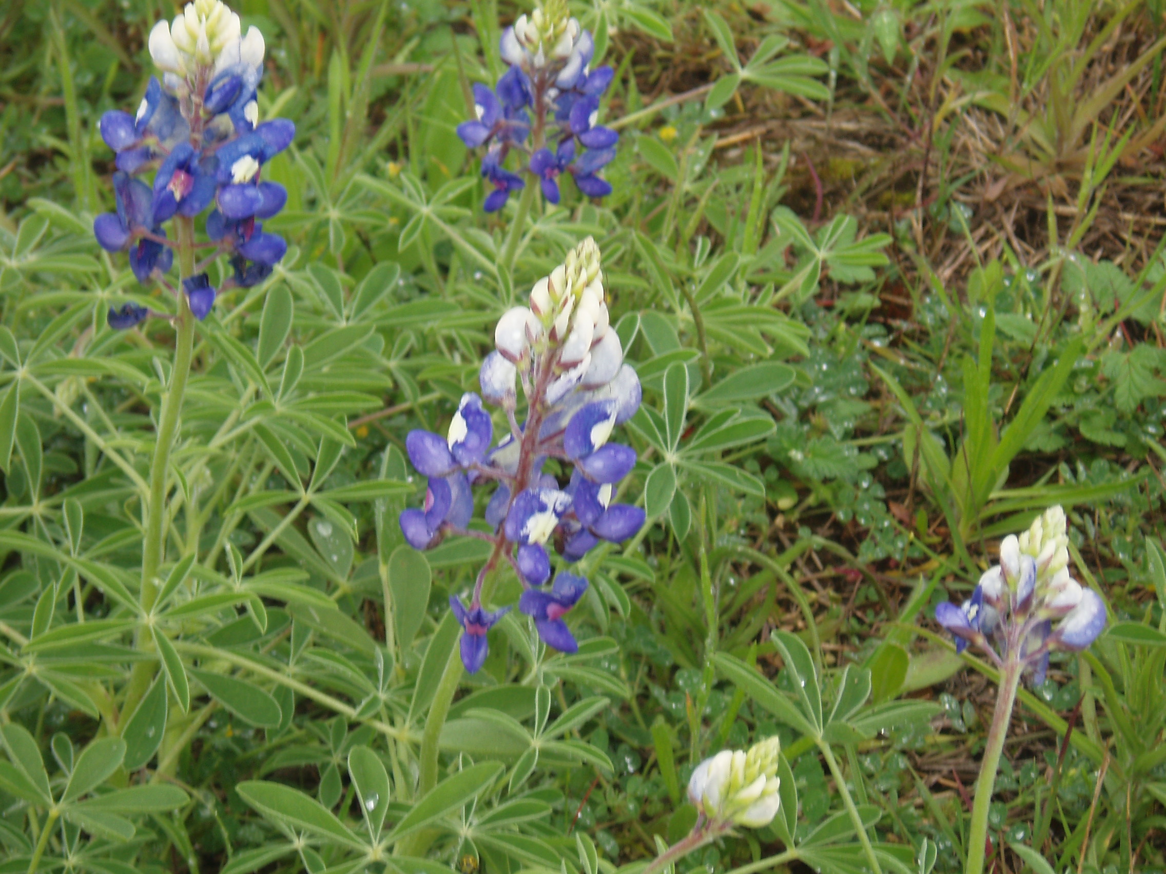 Texas Wild Flowers 