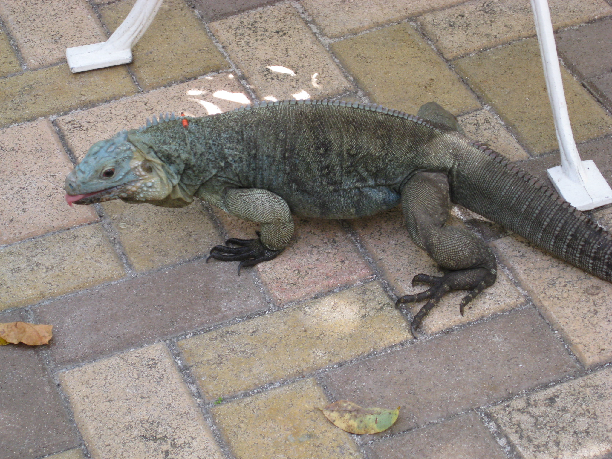 Blue Iguana | Pics4Learning