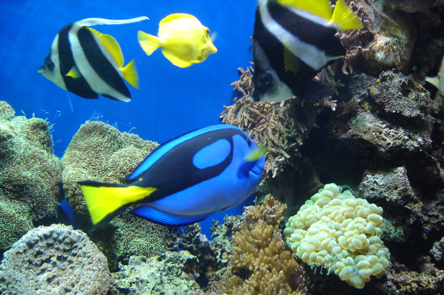 Blue Tang Pics4learning