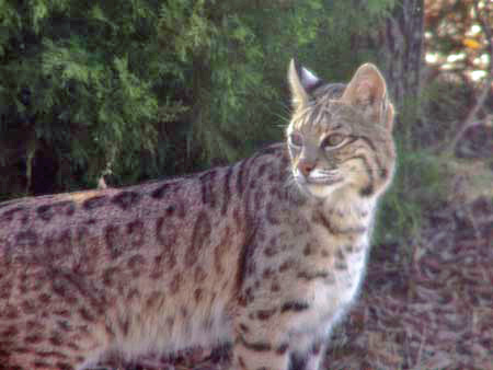 Mother Bobcat 