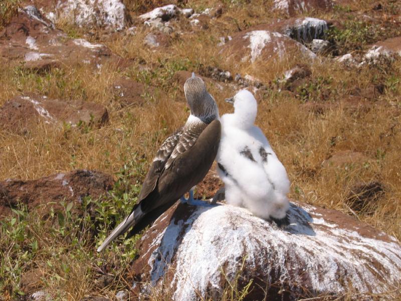 boobie Chick Birds | Pics4Learning