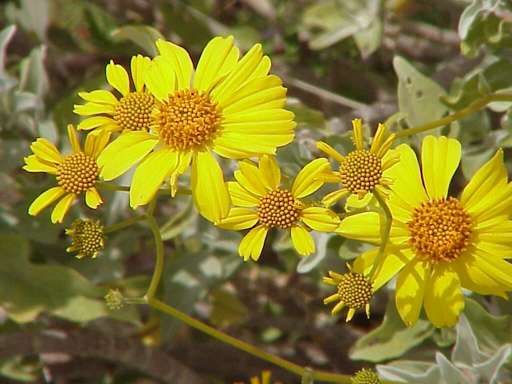 Brittle Bush Pics4Learning