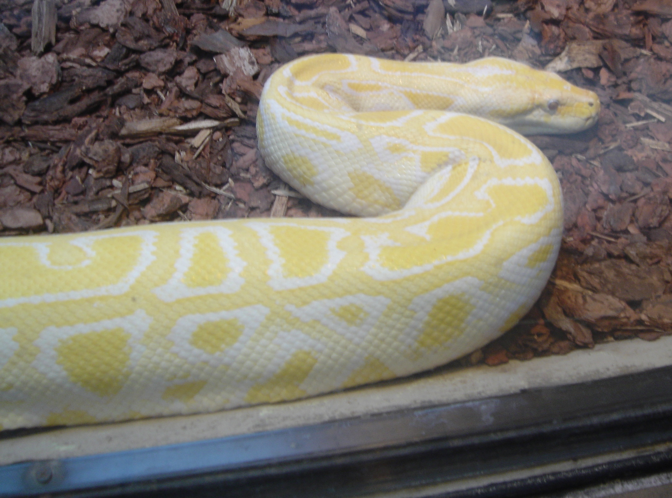 Burmese Python | Pics4Learning