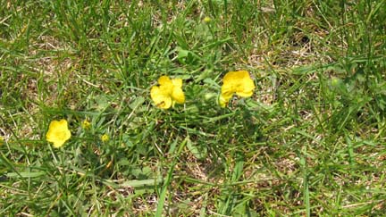 common buttercup plant scientific name