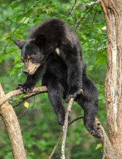 Free Photos for Education | Pics4Learning