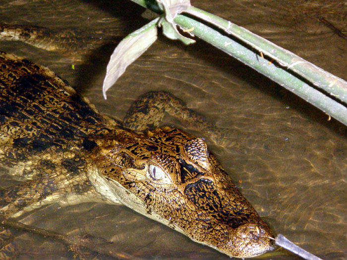 Caiman | Pics4Learning