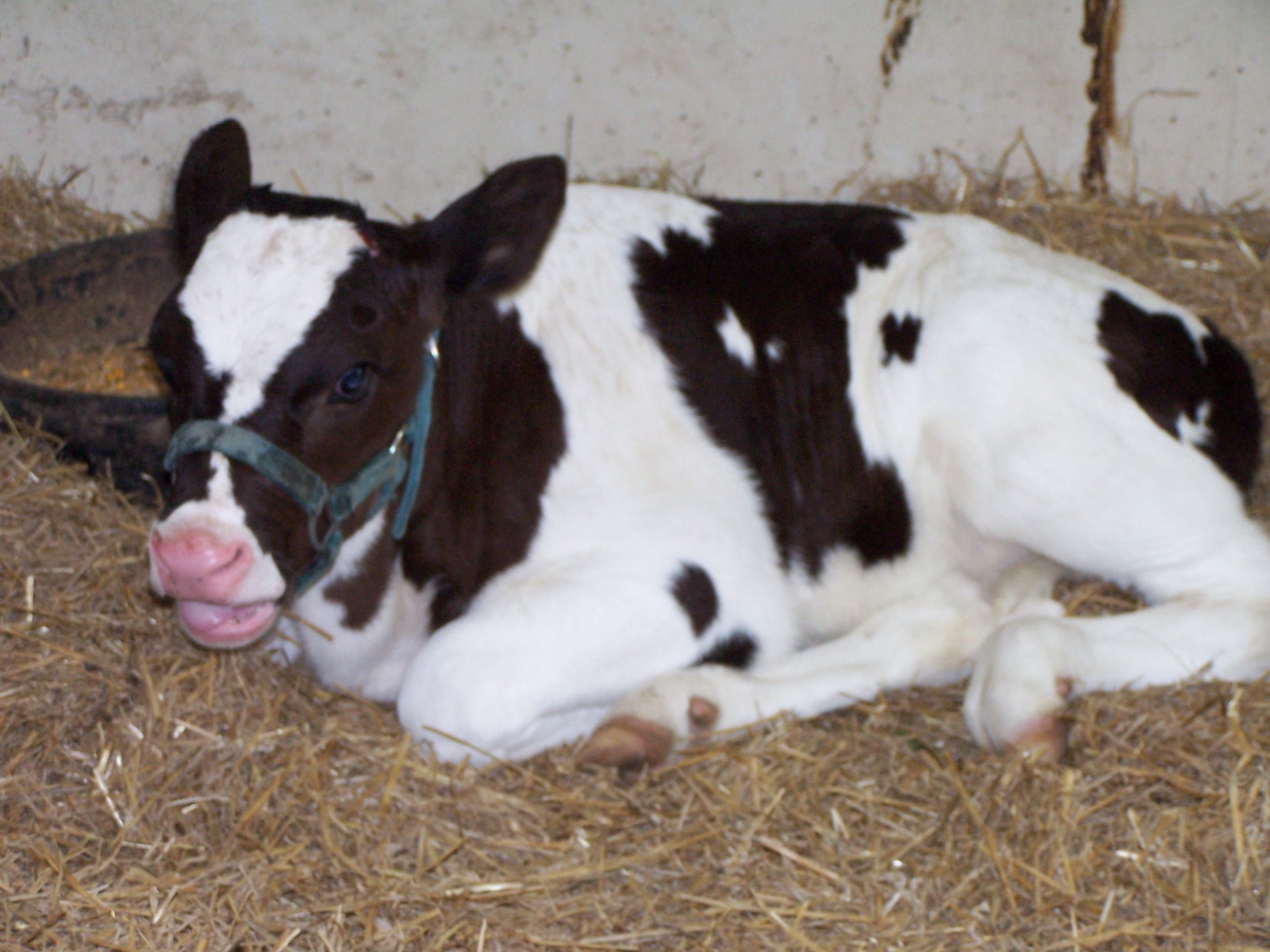 newborn calf Pics4Learning