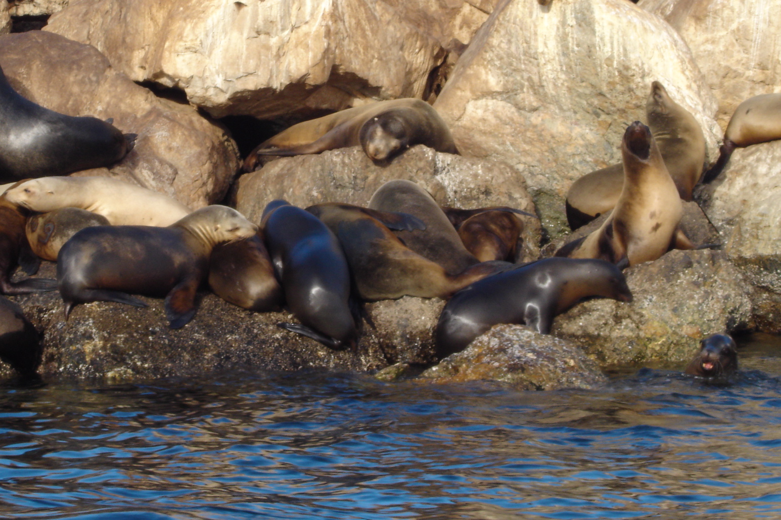 California Sea Lions | Pics4Learning