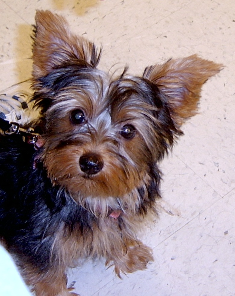 Callie in puppy class | Pics4Learning