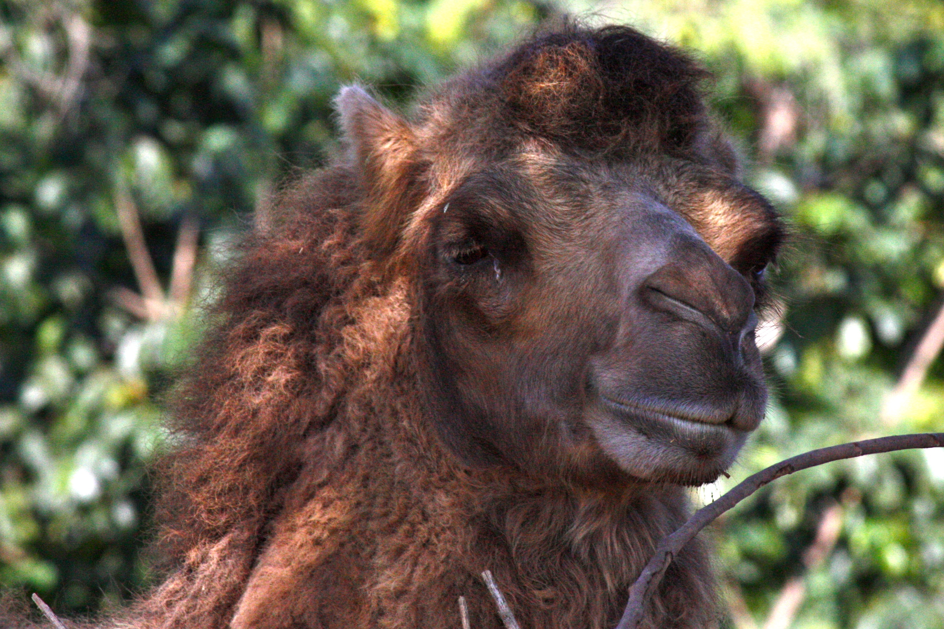 Camel | Pics4Learning