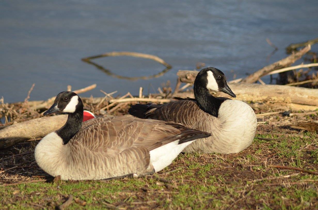 A pair of Canadian Geese sit at on the shore of a lake. | Pics4Learning