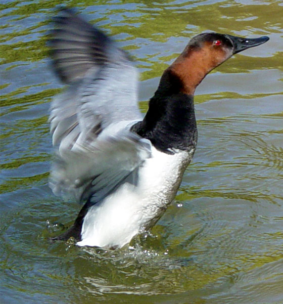 Canvasback duck | Pics4Learning