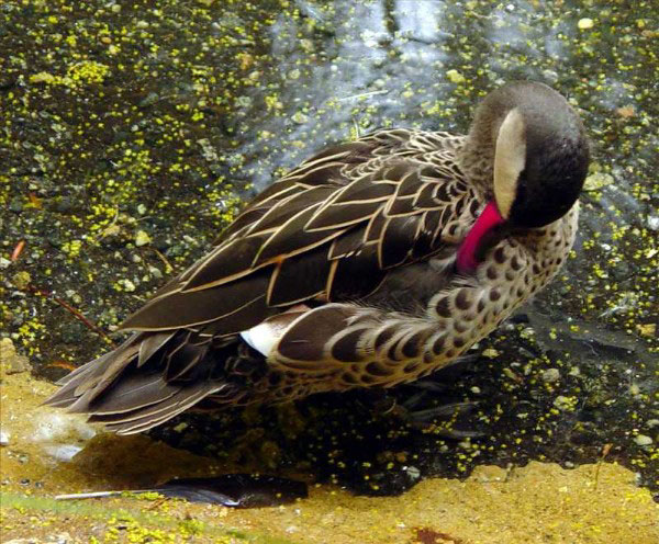 Cape Teal Duck | Pics4Learning