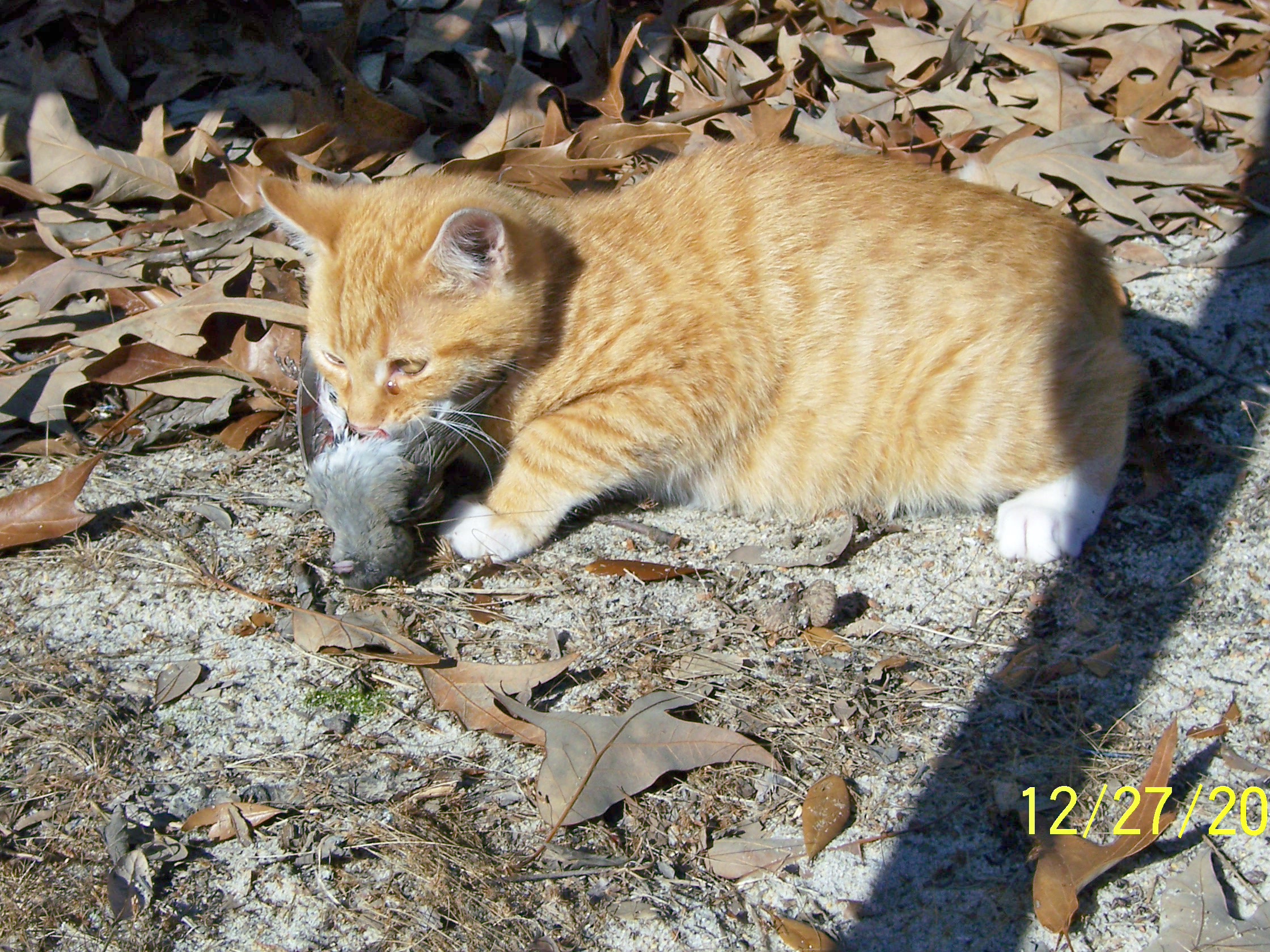 Cat with Mouse Pics4Learning