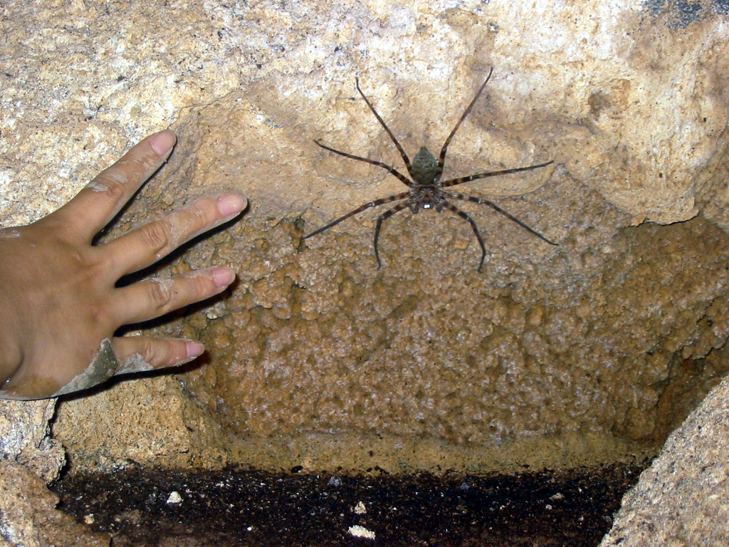 A harmless (to people) spider that lives in the caves of Sarawak