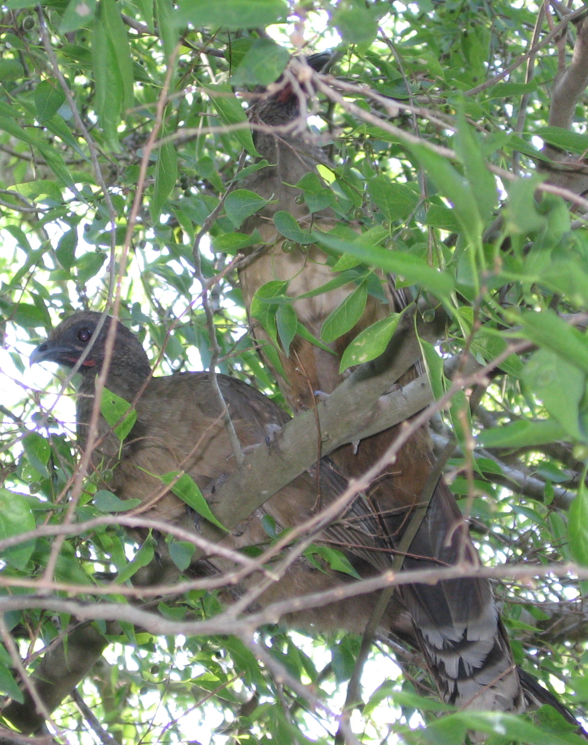 Chachalaca | Pics4Learning