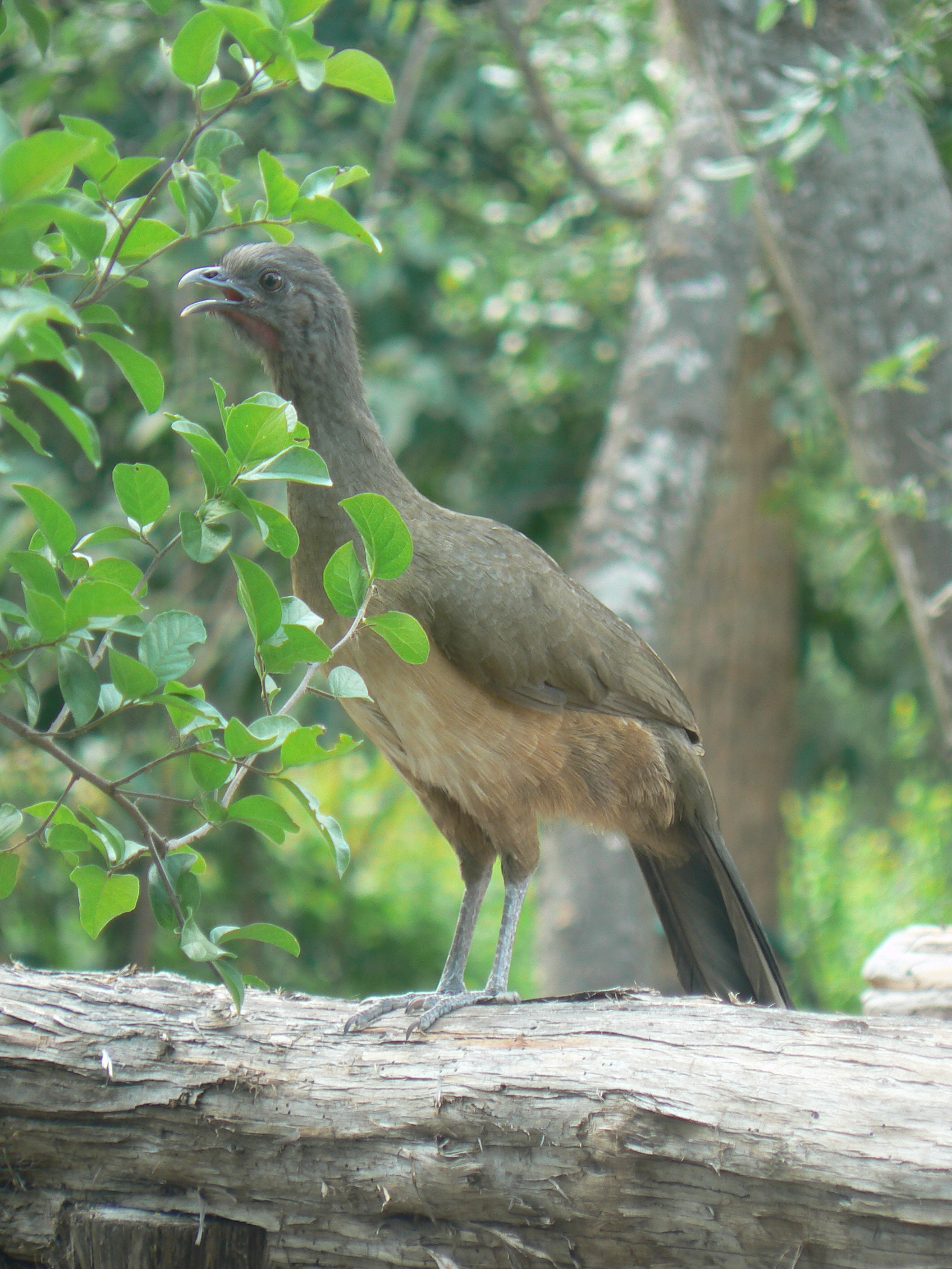 plain-chachalaca-by-kenny-salazar-500px