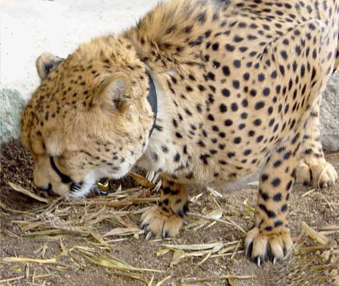 Cheetah | Pics4Learning