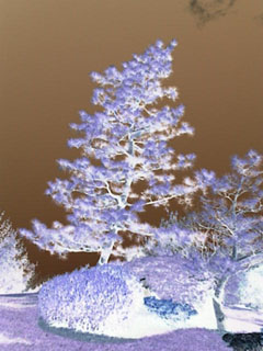 Tree silhouette in negative | Pics4Learning