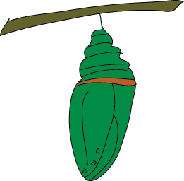 chrysalis clipart