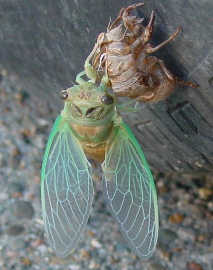 Cicada Pics4Learning
