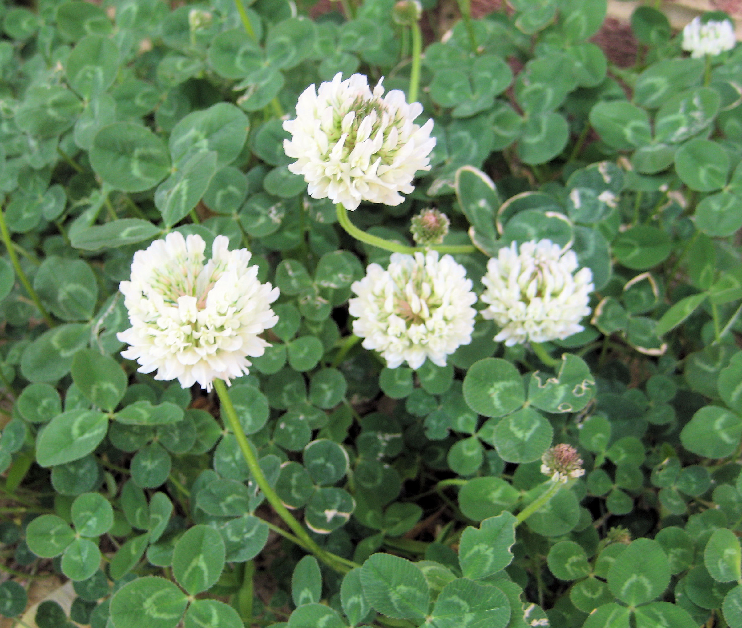 Clover in bloom...smells so sweet! Pics4Learning