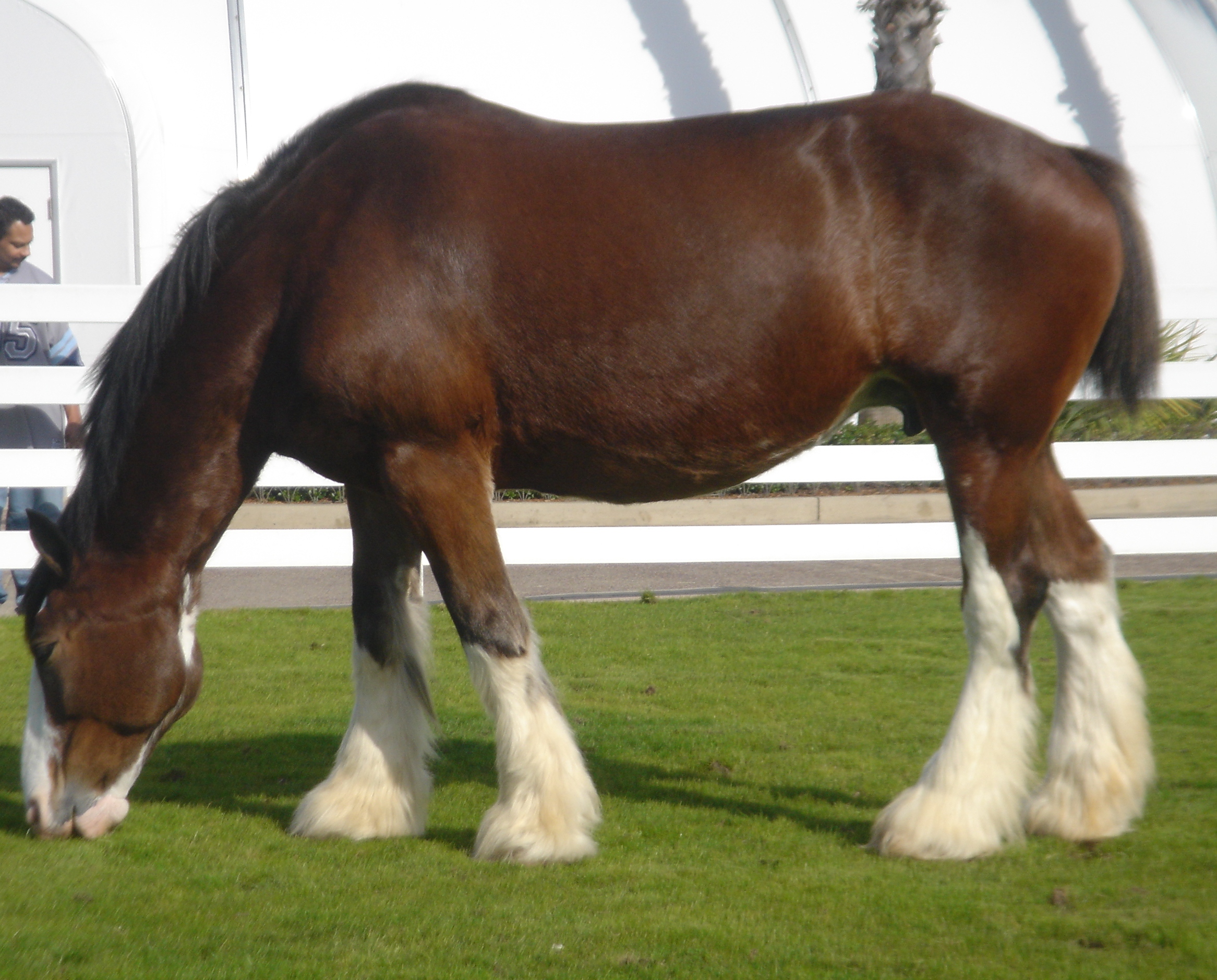 Clydesdale Cock