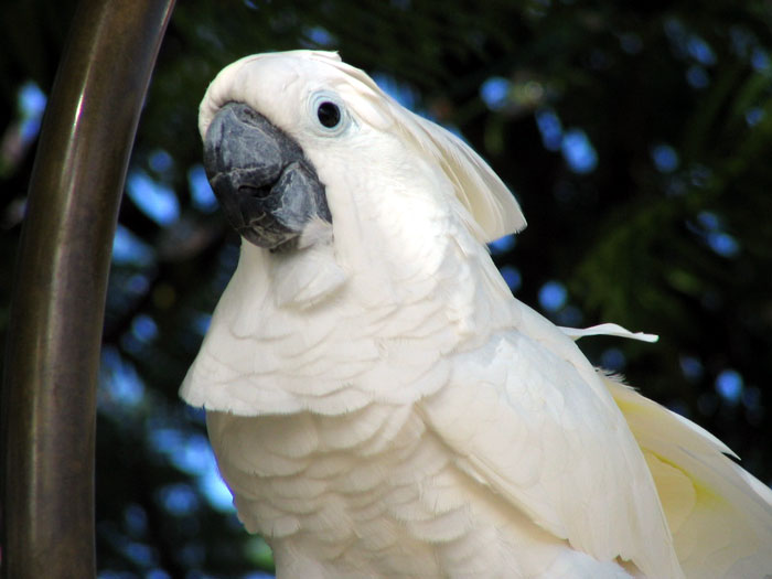 White-crested cockatoo | Pics4Learning