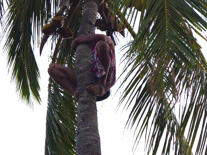 Hawaiian climbing up coconut tree | Pics4Learning